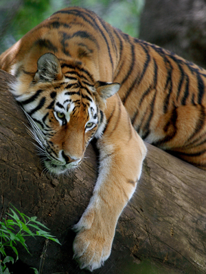 Fototapeta Zwierzęta
