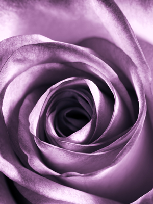 Fototapeta Fioletowy