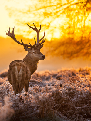 Fototapeta Pomarańczowy