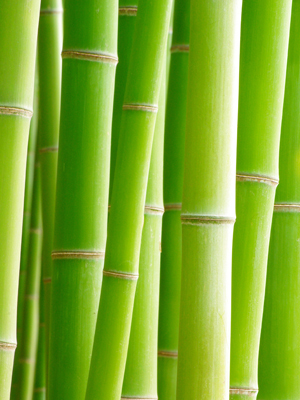 Fototapeta Bambus