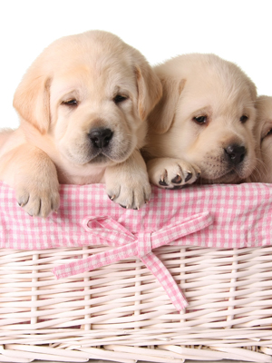 Fototapeta Do pokoju dziewczynki