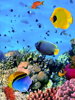 Fototapeta Rafa koralowa